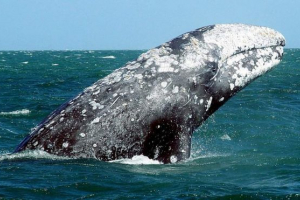 Вчені сподіваються на кити отримують штучну кров Вчені сподіваються на кити отримують штучну кров